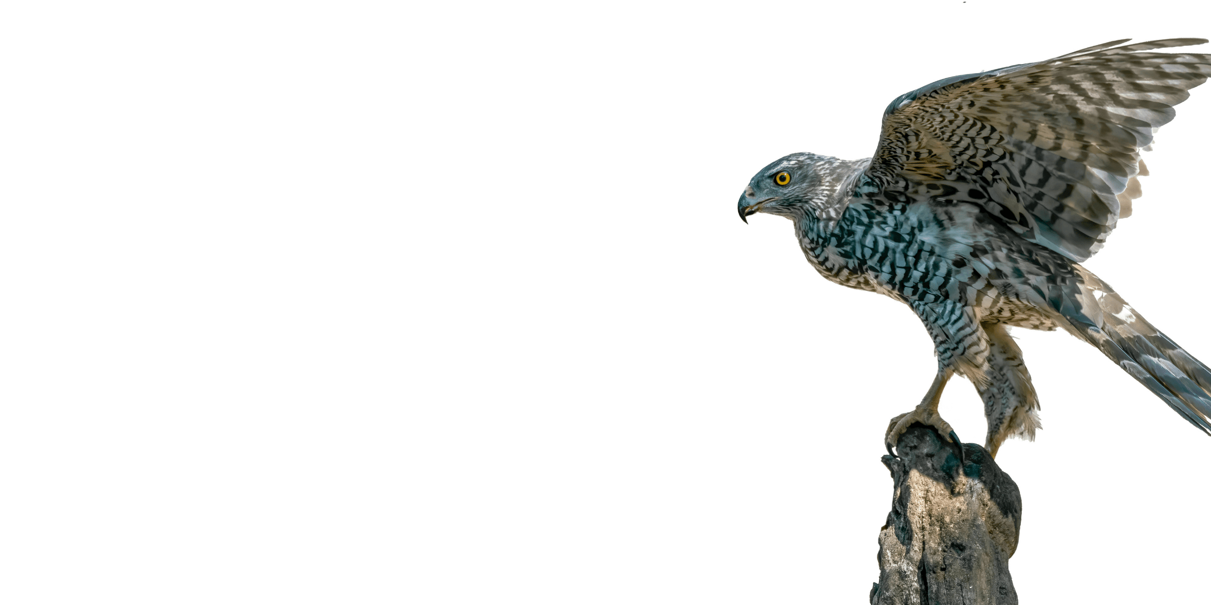 Hawk sitting on a tree top